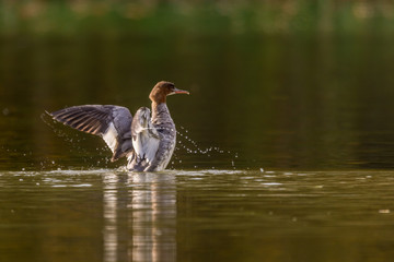 ptak wodny, nurogęś, zielonobrązowe rozmyte tło