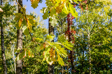 Oak leaves turning yellow in early autumn on a bright day
