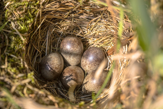 Meadow pipit nest