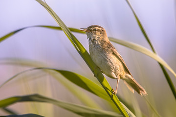 Sedge warbler in reed plant