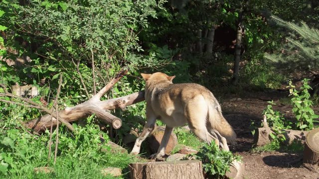 Hungry wild grey wolf running in green forest biting tree. Furry canis lupus wolf hunting in bushy national park with felled trees