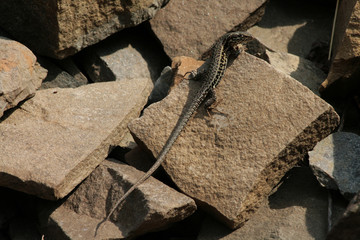 lézard des murailles dans une carrière