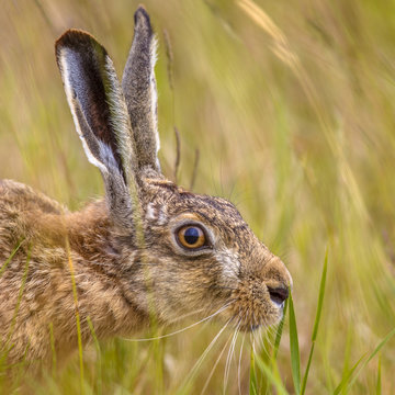 Portrait of European Hare in grass