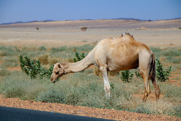 Wild Life