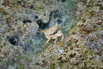 Crab in mimicking colors hiding on a rock, Maldive island