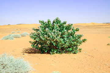 Nature 