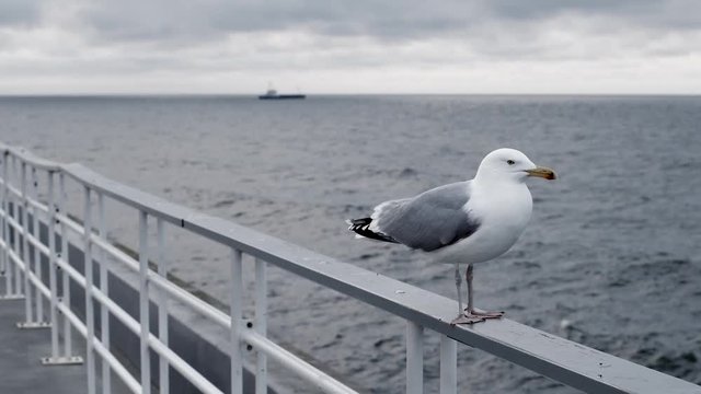 mewa na barierce na tle morza i płynącego statku