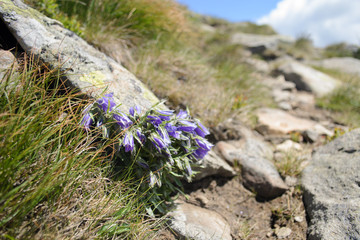 violet shaggy flowers on  gray stones