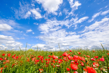 Champ de coquelicots au printemps, ciel bleu avec de beaux nuages, Provence, France..	
