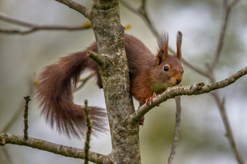 Climbing red squirrel in tree