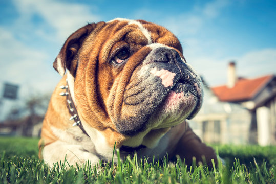 Close up portrait of English bulldog,selective focus