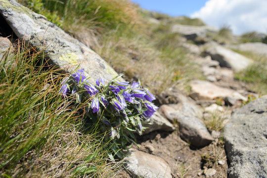 Fototapeta violet shaggy flowers on  gray stones