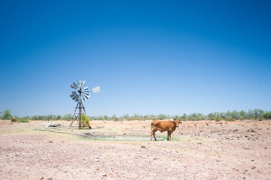 Arid Australian landscape during drought showing a windmill and cow