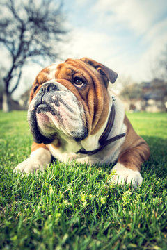 English bulldog outdoor laying down in the grass,selective focus