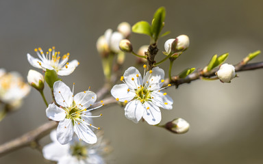 Blossom of common hawthorn closeup