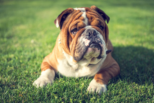 Cute English bulldog laying down on the grass,selective focus