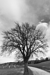 Bare trees in the countryside, black and white landscape