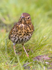 Song Thrush looking at ground with green grass background