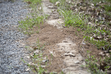 Anthill