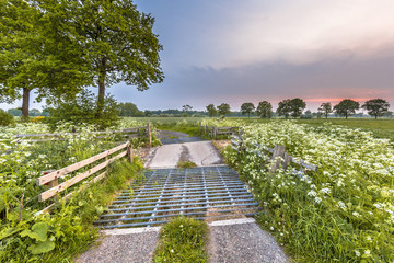 Cattle grid decorated with Cow Parsley