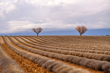 Champ de lavande en fin d'hiver, debut de printemps. Plateau de Valensole, France, Provence.	