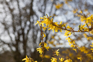Close up of a tree with yellow blossoms