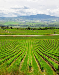 Fototapeta na wymiar Chianti vineyard landscape in Tuscany, Italy