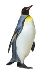 Naklejka premium pingwin cesarski