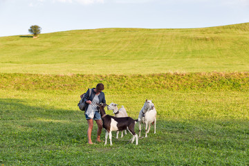 pasture summer landscape with woman feeds grazing goats