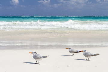 Caribbean