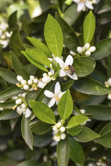 Orange, tangerine tree blossom