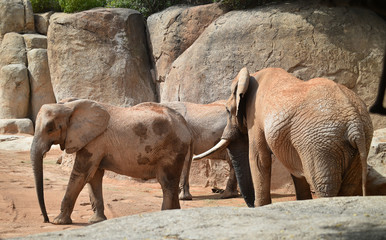 Obraz premium elefante en africa