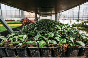 Cineraria in hothouse. Cultivating of plants for decorative gardening