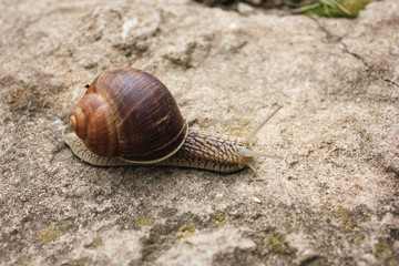 Closeup view of brown big snail on a dirty stone