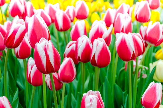 Pink whitet tulips, in spring, under the bright sun in the garden of Keukenhof-Lisse, Holland