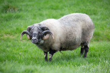 Aries having twisted horns in short grass