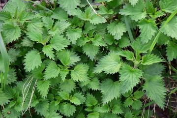 Brennnessel, Urtica