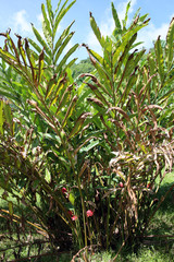 Fackel-Ingwer (Etlingera elatior)