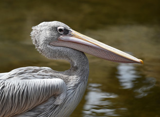 pelican