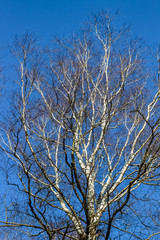 Birch without foliage against a clear blue sky in March
