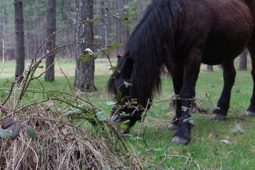 Horse feeds on grass in nature