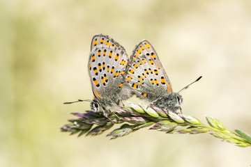 Fototapeta na wymiar Butterfly in nature (Tomares nesimachus)