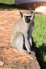 Naklejka na ściany i meble The vervet monkey in grass in a resort in Jinja, Uganda in 2017. The vervet monkey (Chlorocebus pygerythrus), or simply vervet, is an Old World monkey of the family Cercopithecidae native to Africa.