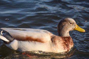 Gadwall duck swimming