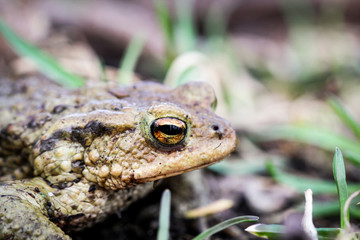 Kröte, Kröten im Frühjahr
