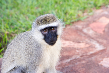 The vervet monkey in grass in a resort in Jinja, Uganda in 2017. The vervet monkey (Chlorocebus pygerythrus), or simply vervet, is an Old World monkey of the family Cercopithecidae native to Africa.