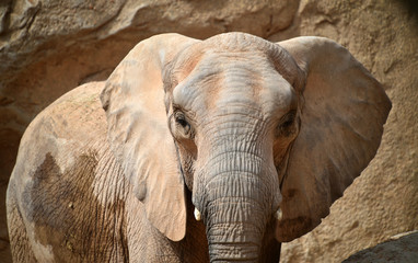 elefante en africa
