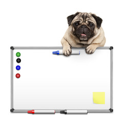 cute pug puppy dog hanging with paws on blank marke  white board with markers and magnets, isolated on white background