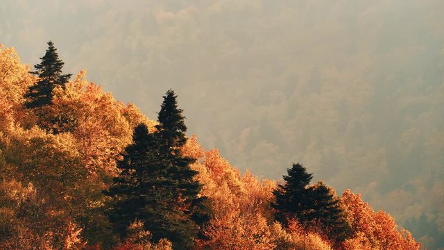 Autumn fall park forest landscape. Colorful yellow brown autumnal trees in greek mountains hills at sunny day. Seasonal nature. 4K