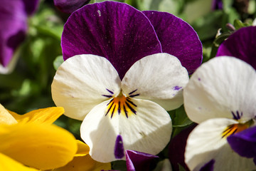 Stiefmütterchen, Veilchen, Blume